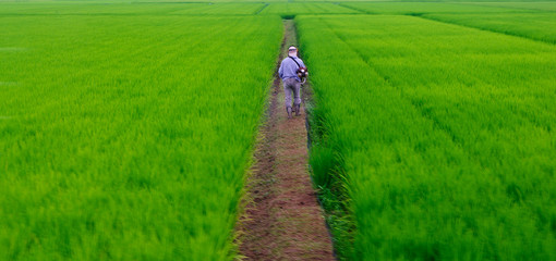 a Man in Rice plantation