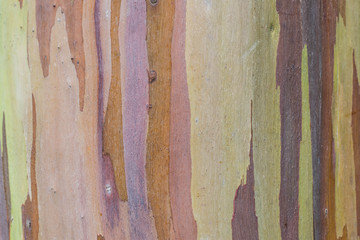 Isolated close up of rainbow eucalyptus tree bark - 169990129