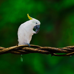 White parrot on branch.