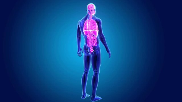 Organs with Skeleton Body