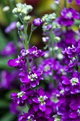 Little purple flowers