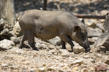 Image of boar on natural background. Wild Animals.