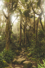 Trek in the forest 
