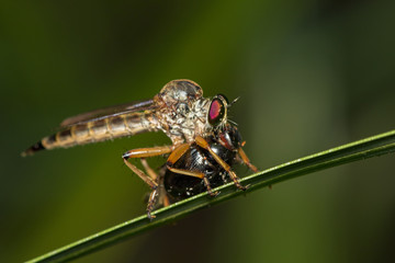 Image of an robber fly eating prey on green leaves. Reptile Animal