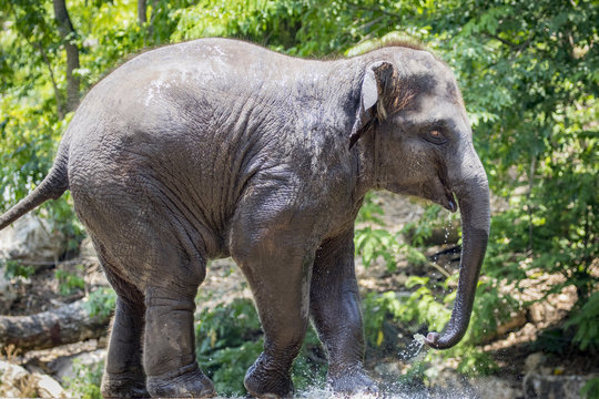 Image of a young elephant on nature background in thailand.