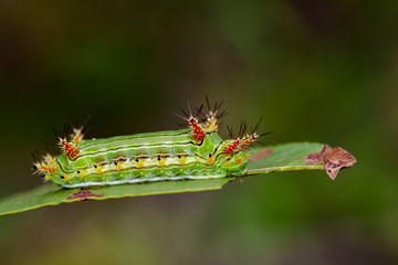 Image of a wattle cup caterpillar on nature background. Insect Animal