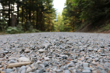 Road in the forest