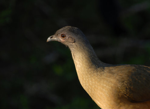  Plain Chachalaca