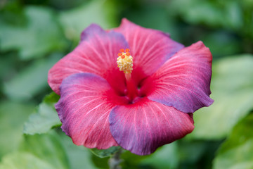 Chinese Hibiscus