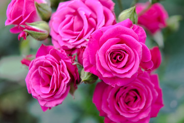 Pink Rose