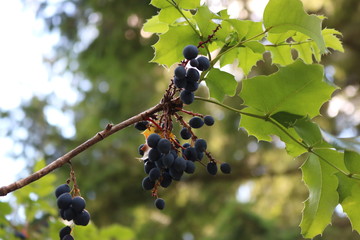 Wild plants in the forest