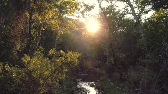 Aerial shot flying over a creek in the forest at sunset. Beautiful sun with lens flare and lush trees. Peaceful.