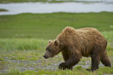 American Brown bear/Grizzly bear (Ursus arctos horribilis), McNeil River Sanctuary, Alaska