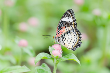 Beautiful butterfly is pollinating on flowers in a garden