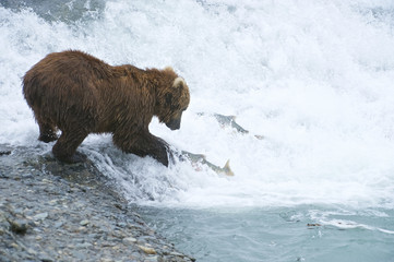 American Brown bear/Grizzly bear (Ursus arctos horribilis), McNeil River Sanctuary, Alaska