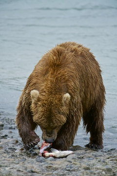 American Brown bear/Grizzly bear (Ursus arctos horribilis), McNeil River Sanctuary, Alaska