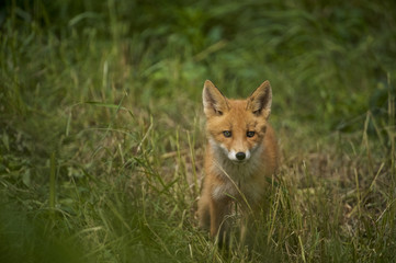 Naklejka na ściany i meble red fox (Vulpes vulpes) cubs, NcNeil, AK