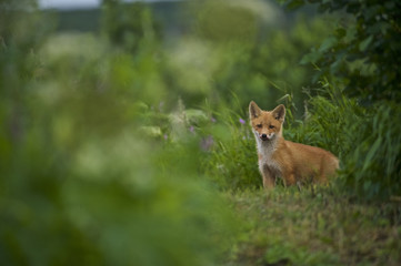 red fox (Vulpes vulpes) cubs, NcNeil, AK