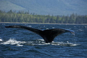 Fototapeta premium Humpaback Whale (Megaptera novaeangliae), Iside Pasage, South West Alaska, USA