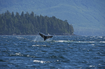 Fototapeta premium Humpaback Whale (Megaptera novaeangliae), Iside Pasage, South West Alaska, USA