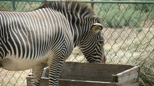 Black and white zebra eats hay before a chain-link fence in an Eastern European zoo on a sunny day in summer in slow motion. It looks satisfied and full.