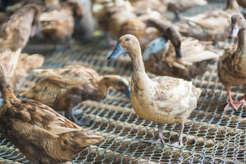 Group of ducks in farm, traditional farming in Thailand.