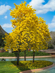 Tabebuia