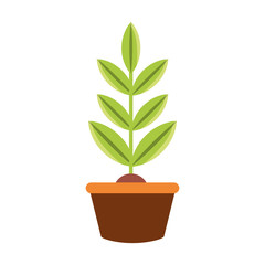 colorful plant over white  background vector illustration