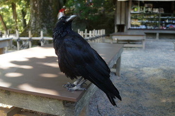 カラス　烏　野鳥　