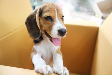 Puppy in a box.