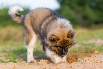 Obraz na płótnie Canvas cute elo puppy digs in a sand pit