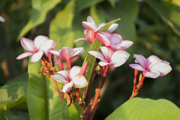 Obraz premium Flores