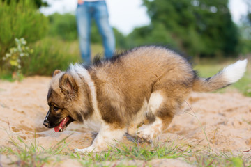 cute elo puppy plays in a sand pit