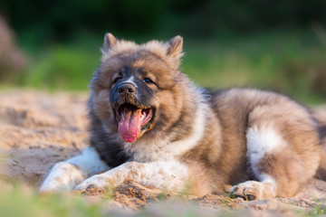 Naklejka na ściany i meble cute elo puppy plays in a sand pit