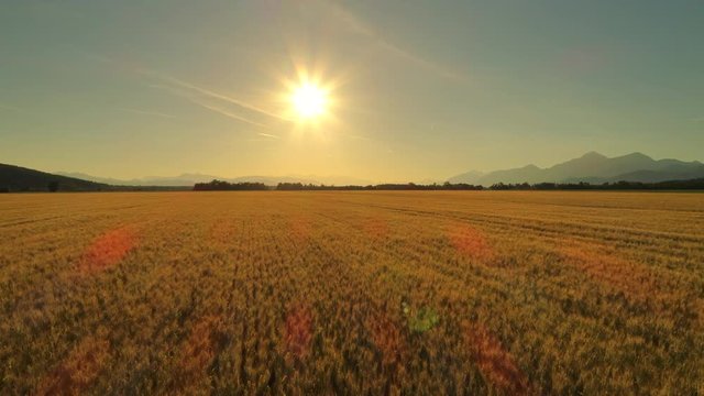 AERIAL, CLOSE UP: Flying above vast golden wheat field in idyllic countryside at sunny evening. Sunrays on endless rural barley farmland. Rye grain crops on farm in mountainous countryside on morning