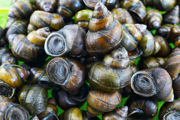 Pile of freshwater snail