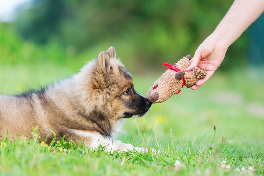 man shows an elo puppy a soft toy