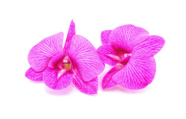 Naklejka na ściany i meble Pink orchid flower isolated on white background