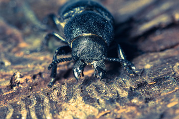 beetle bark beetle destroys wood