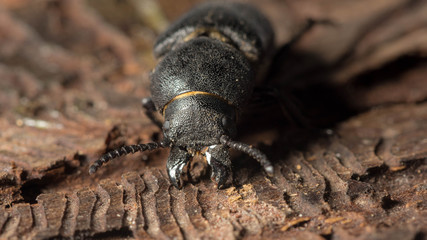 beetle bark beetle destroys wood