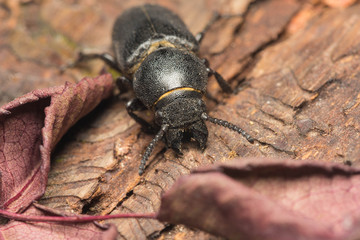 beetle bark beetle destroys wood