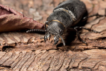 beetle bark beetle destroys wood