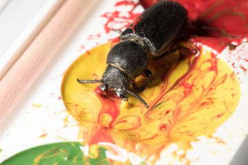 beetle bark beetle on isolated background in children's paints for drawing