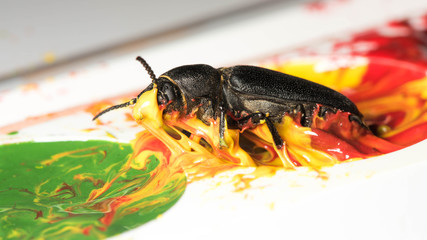 beetle bark beetle on isolated background in children's paints for drawing