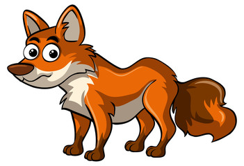 red fox on white background