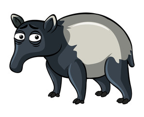 Tapir on white background
