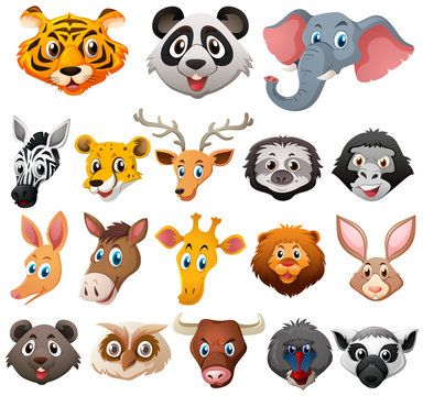 Different faces of wild animals