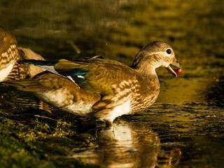 Mandarinente im Schlichtkleid 