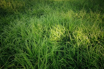 Grass