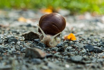 Weinbergschnecke auf dem Boden 